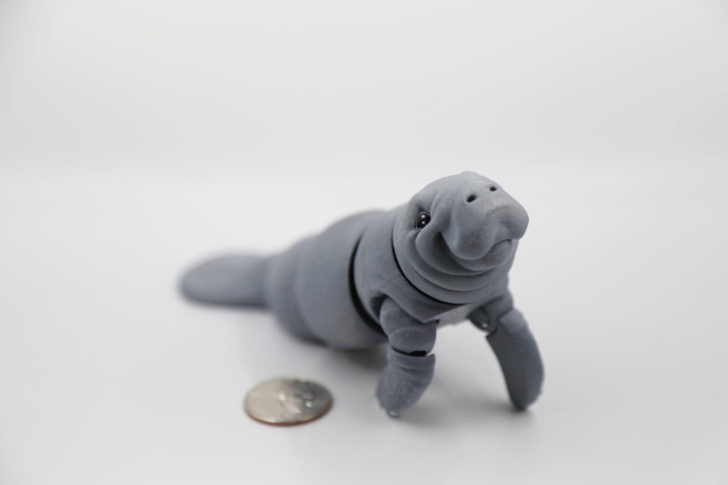 Manatee